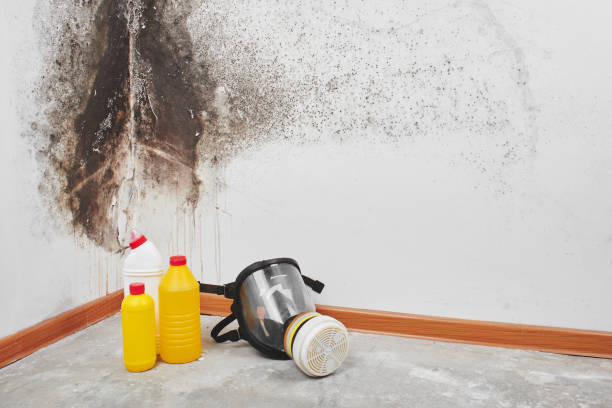 Best Commercial Mold Removal  in Bryan, TX