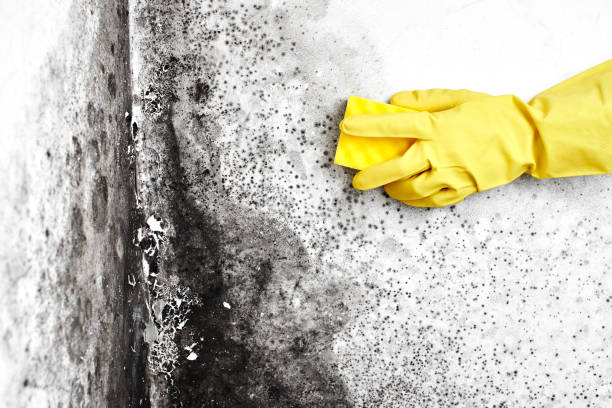 Best Mold Cleaning Services  in Bryan, TX