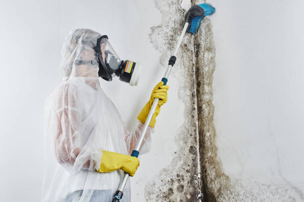 Best Local Mold Removal Service  in Bryan, TX