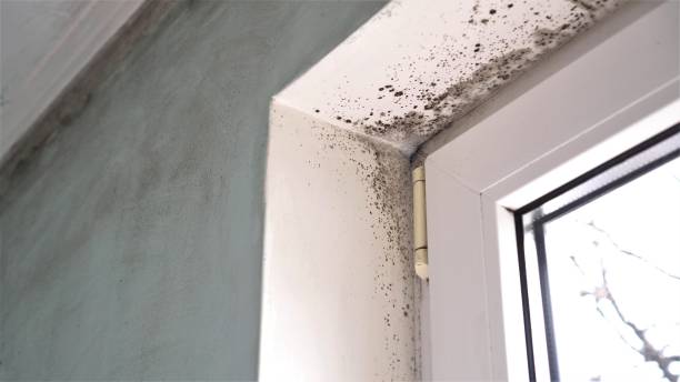 Best Home Mold Removal  in Bryan, TX
