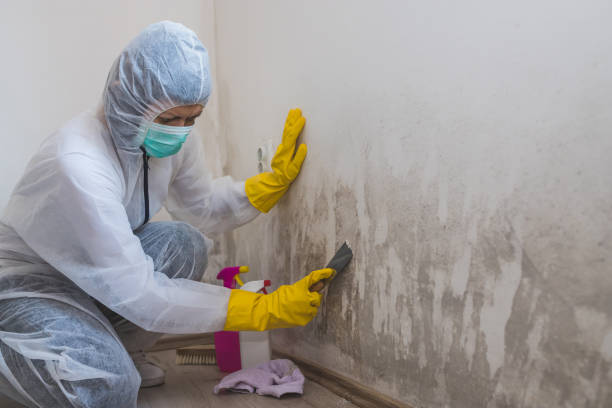 Best Professional Mold Removal  in Bryan, TX