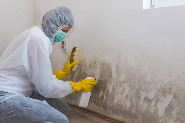 Best Mold Removal Company Near Me  in Bryan, TX