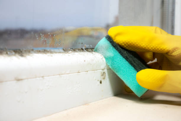 Best Mold Testing  in Bryan, TX