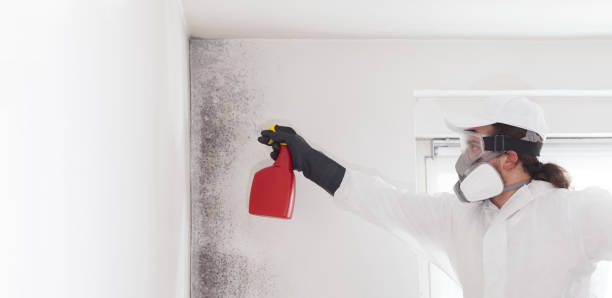 Mold Removal Process in Bryan, TX
