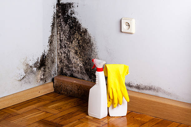 Best Certified Mold Removal  in Bryan, TX