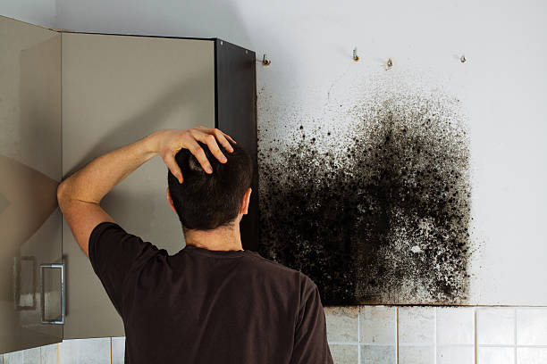 Best Mold Remediation  in Bryan, TX