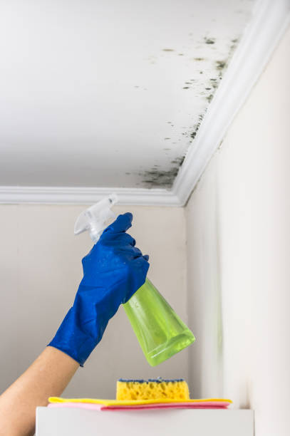 Best Fast Mold Removal  in Bryan, TX
