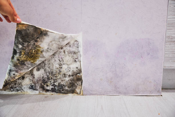 Best Mold Testing and Removal  in Bryan, TX